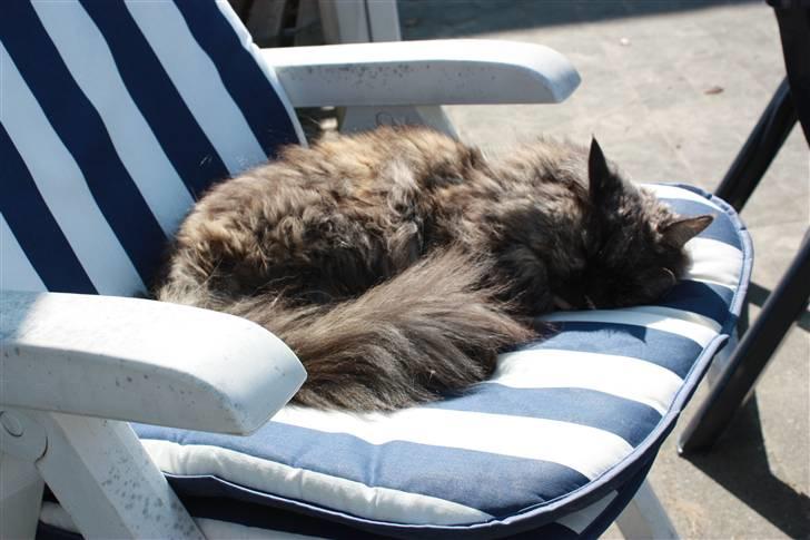 Blanding af racer | Søsser (Aflivet) | - Billed taget af: Rikke Rudkjøbing billede 9