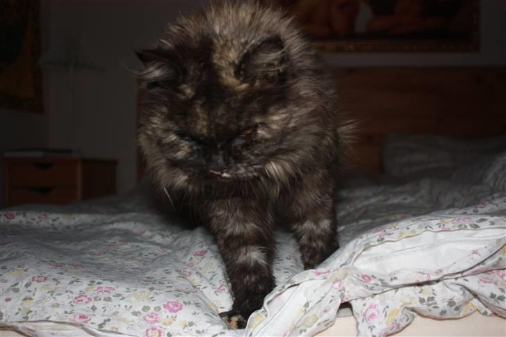 Blanding af racer | Søsser (Aflivet) | - Billed taget af: Rikke Rudkjøbing billede 10