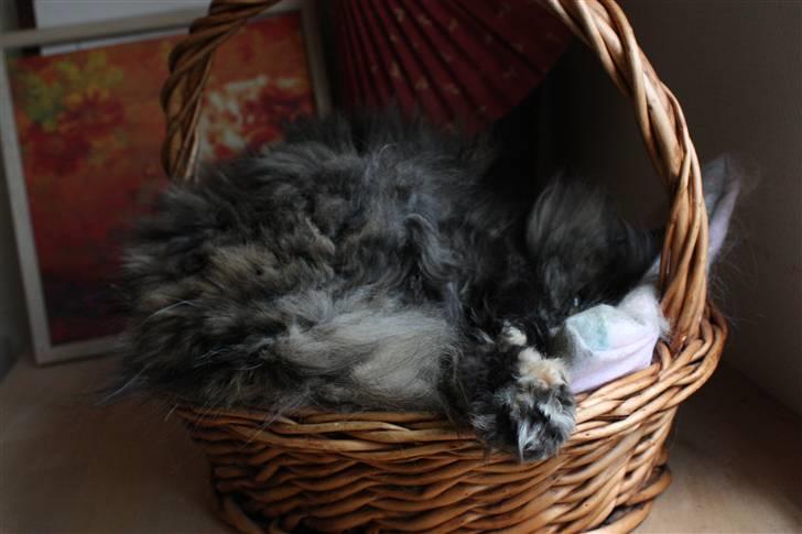 Blanding af racer | Søsser (Aflivet) | - Billed taget af: Rikke Rudkjøbing billede 11