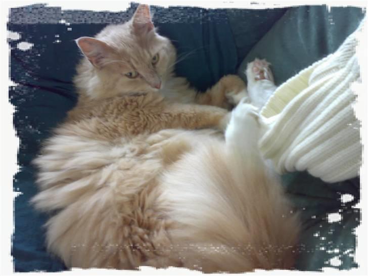 Blanding af racer Bamse *RIP* billede 9