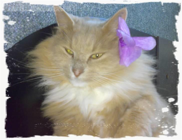 Blanding af racer Bamse *RIP* billede 1