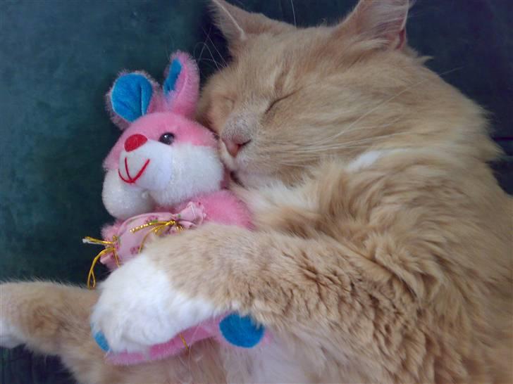 Blanding af racer Bamse *RIP* billede 10