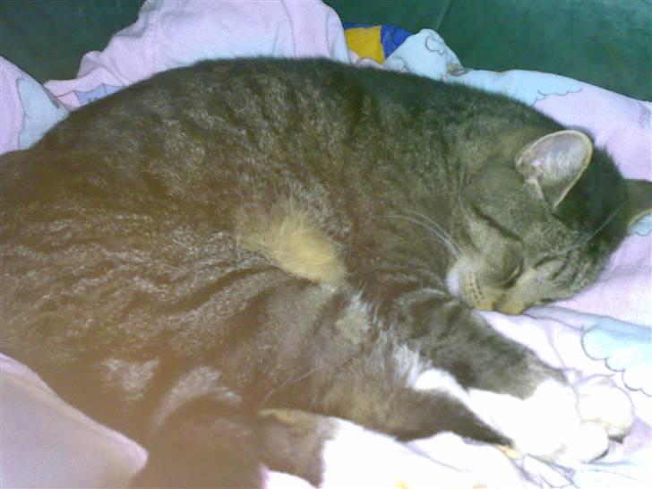 Blanding af racer Simba *RIP* billede 11