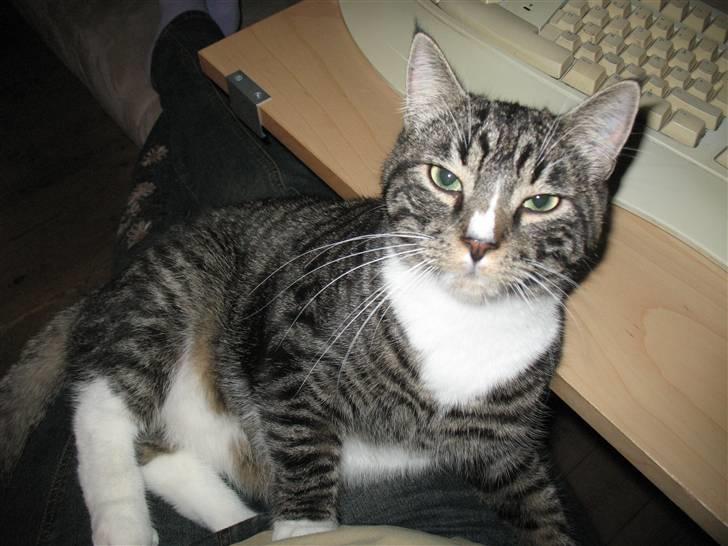 Huskat Elvis von Lømmel - Ligger gerne på skødet mens der nusses billede 2