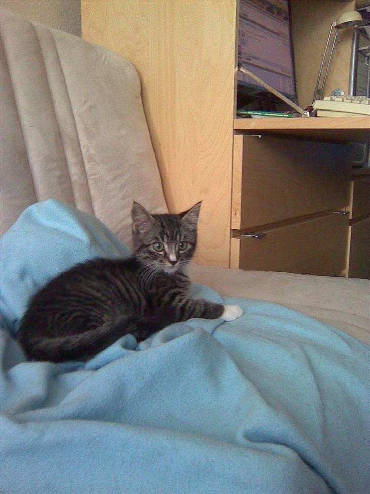 Huskat Elvis von Lømmel - Dengang han var lille og kær hi hi. Han er dog stadig kær heldigvis. billede 4