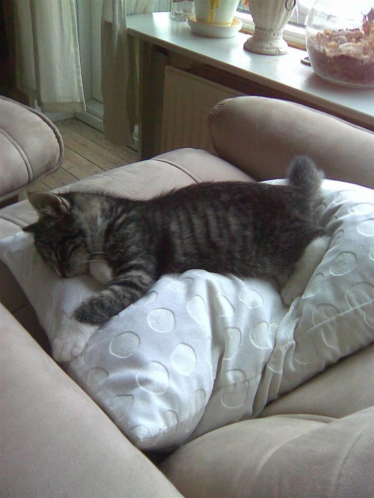 Huskat Elvis von Lømmel - Helt rolig når man sover. Skal jo være klar til den næste "legetime". billede 5