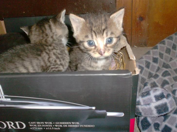 Huskat Diego billede 13