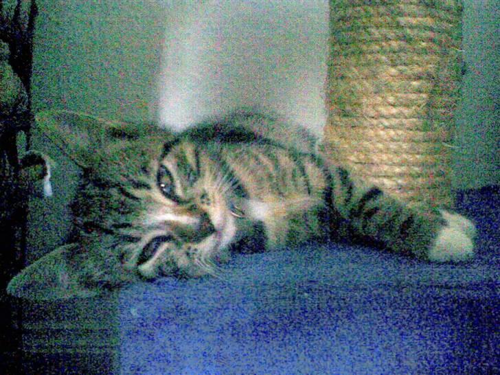 Huskat Diego billede 14