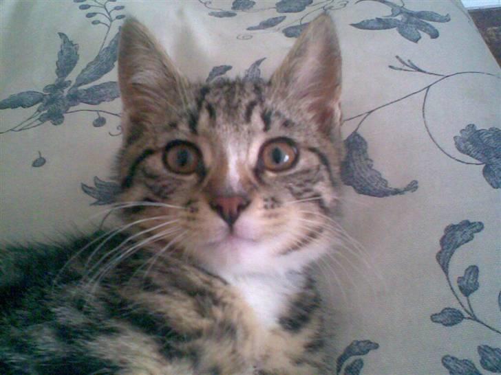 Huskat Diego billede 15