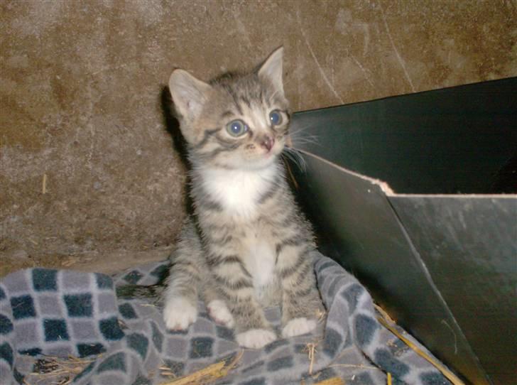 Huskat Diego billede 16