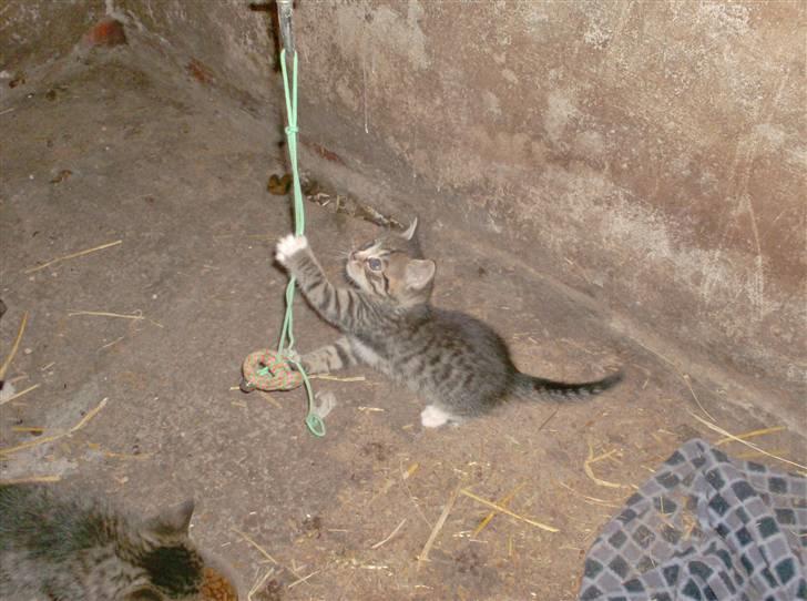 Huskat Diego billede 17