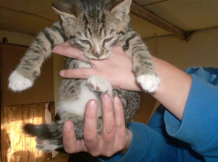 Huskat Diego billede 18