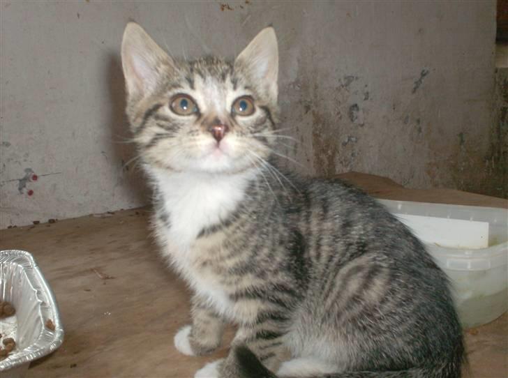 Huskat Diego billede 19