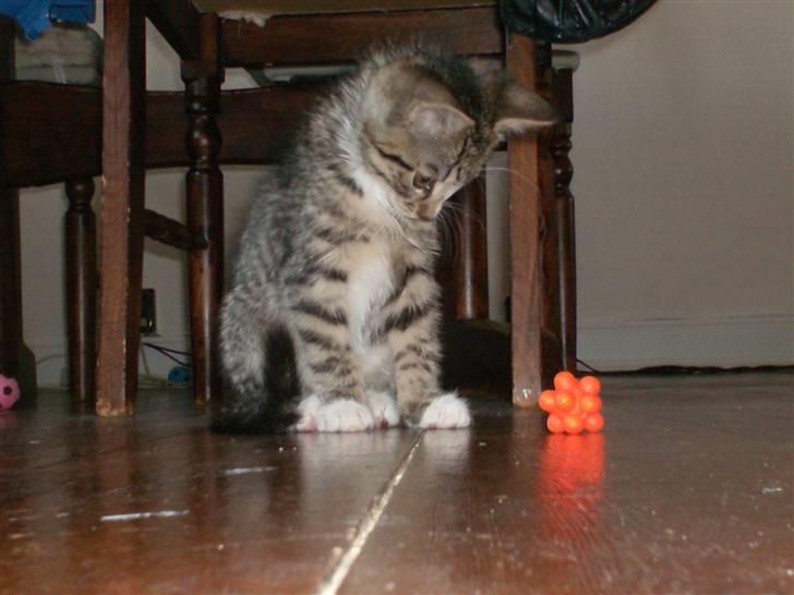 Huskat Diego billede 20