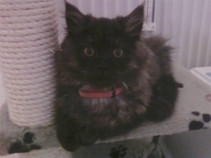 Blanding af racer Sandy Sov sødt min pige billede 7