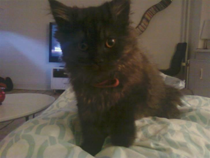 Blanding af racer Sandy Sov sødt min pige billede 8