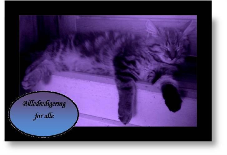 Maine Coon Bolt billede 12