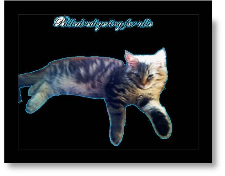 Maine Coon Bolt billede 13