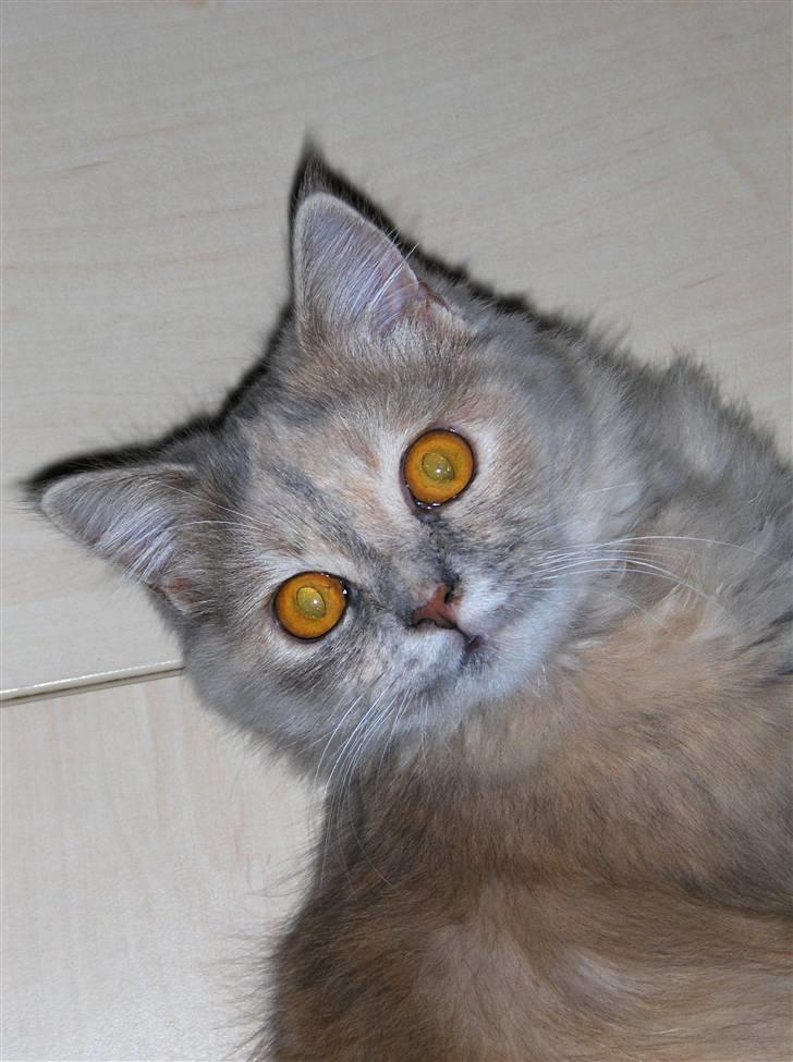 Blanding af racer Perser/NorskSkovkat SILKE billede 1