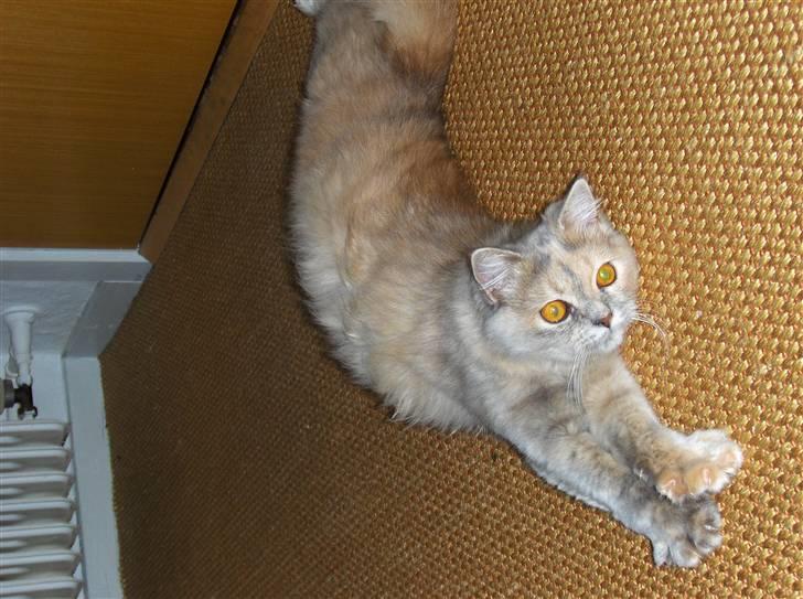 Blanding af racer Perser/NorskSkovkat SILKE billede 2