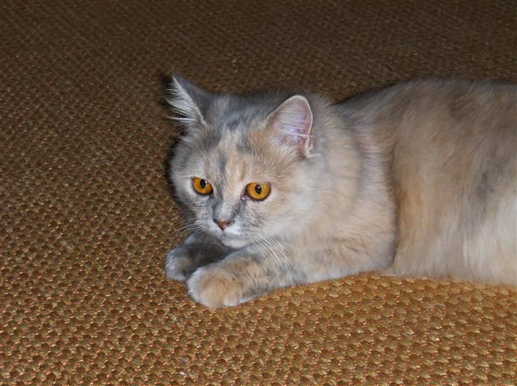 Blanding af racer Perser/NorskSkovkat SILKE billede 3