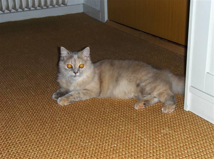 Blanding af racer Perser/NorskSkovkat SILKE billede 4