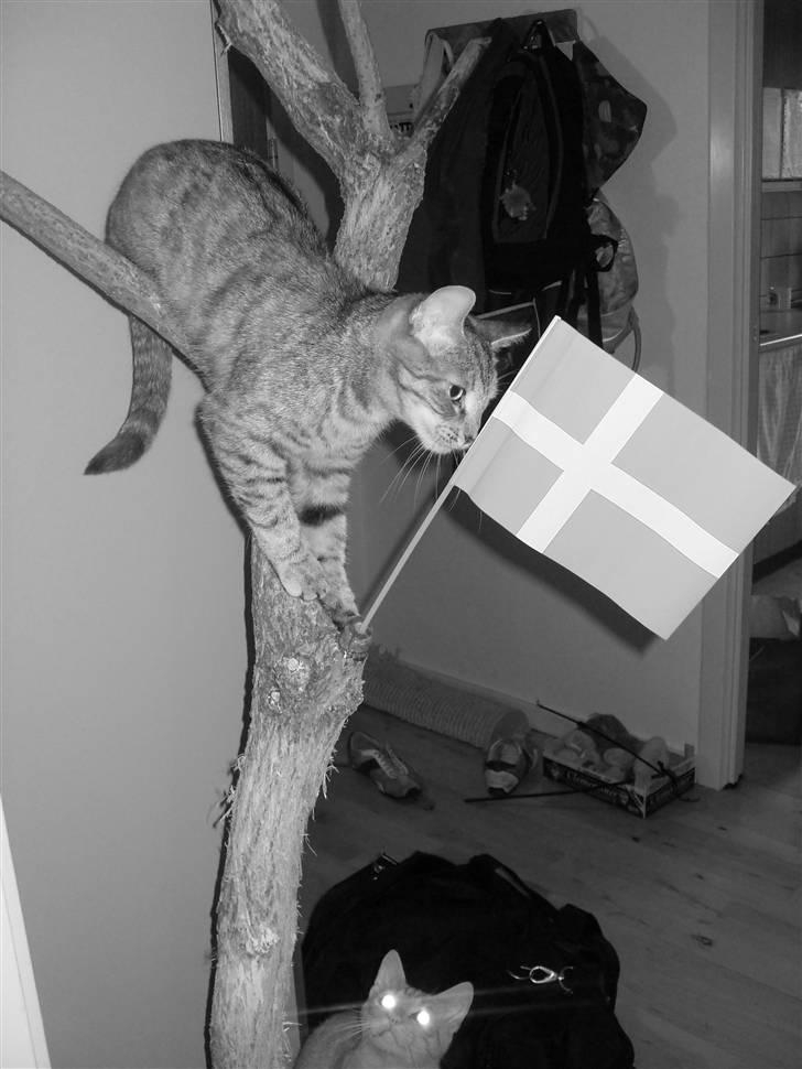 Huskat Line født 17. okt.  billede 14