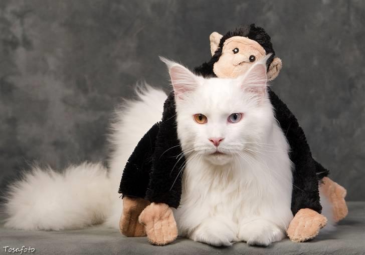 Maine Coon Pumba - Lige et par billeder fra fotografen. :o) billede 15