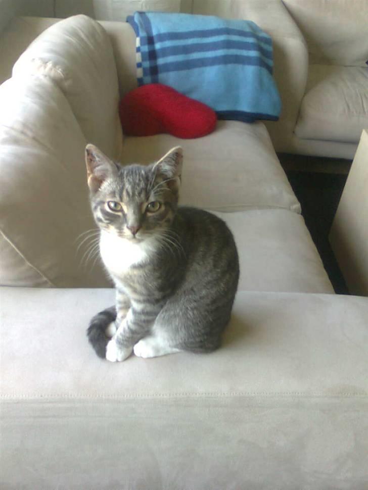 Huskat Seb billede 1