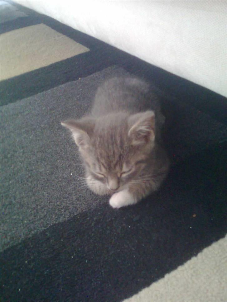 Huskat Seb billede 2