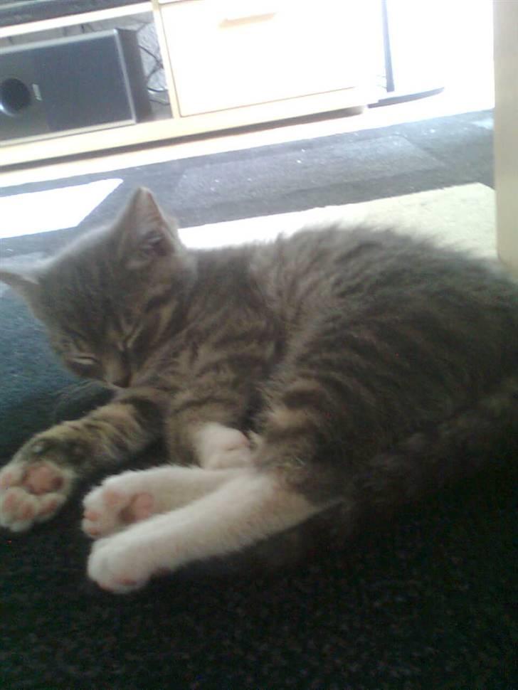 Huskat Seb billede 3