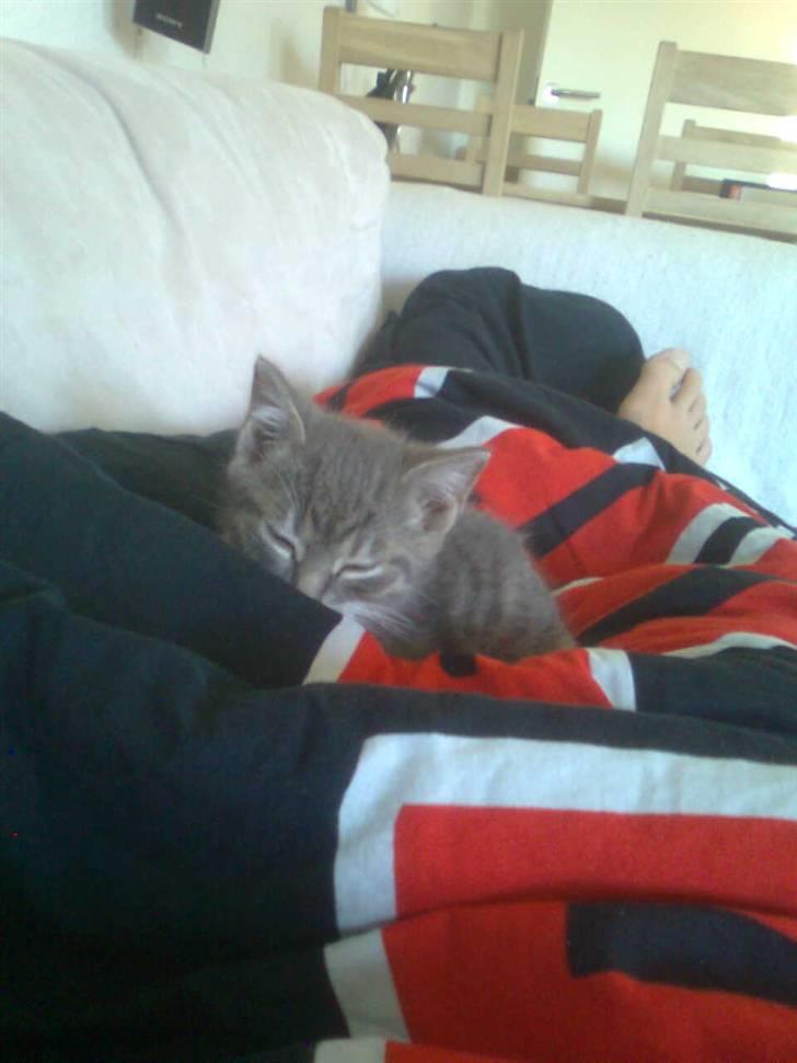 Huskat Seb billede 4