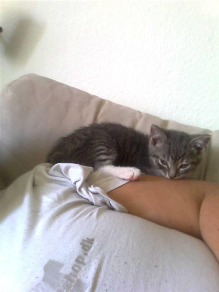 Huskat Seb billede 5