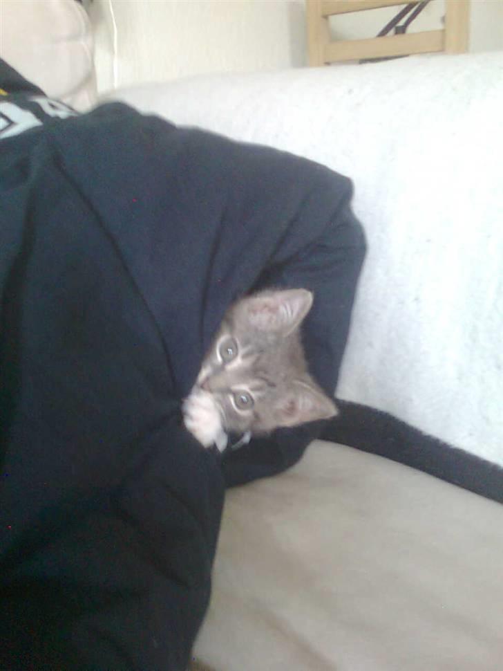 Huskat Seb billede 6