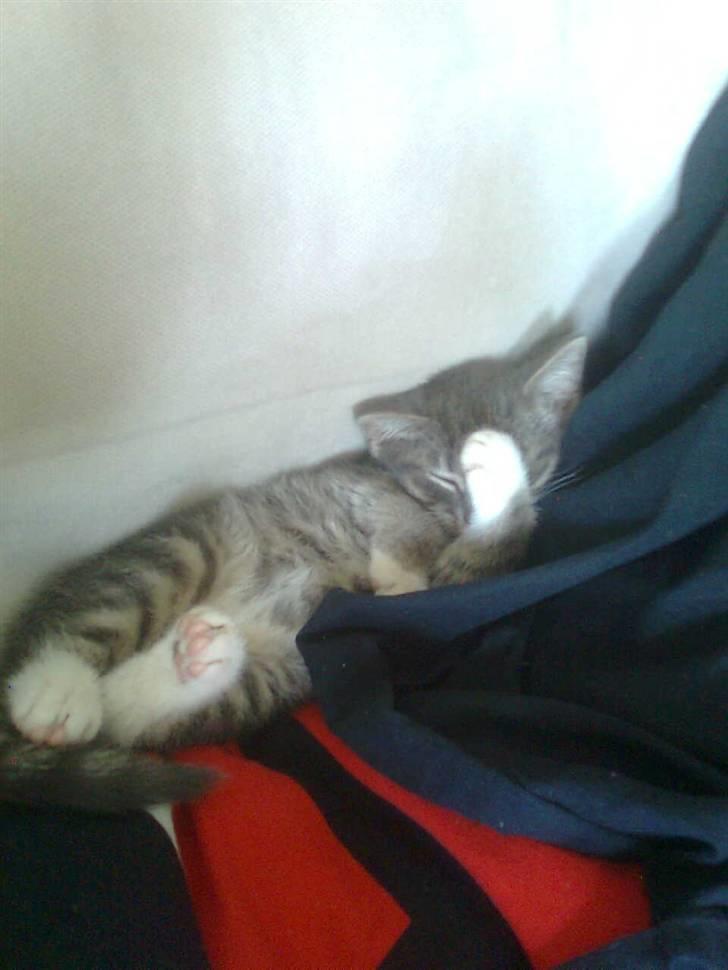 Huskat Seb billede 7