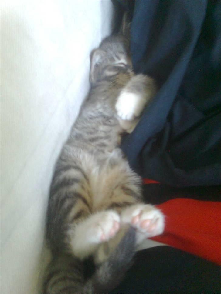 Huskat Seb billede 8