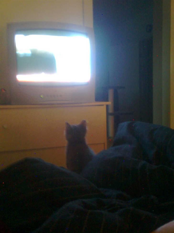 Huskat Seb billede 9