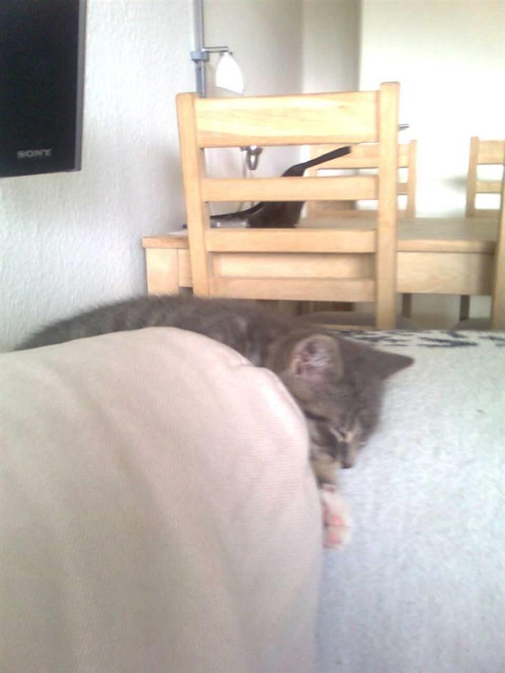 Huskat Seb billede 10