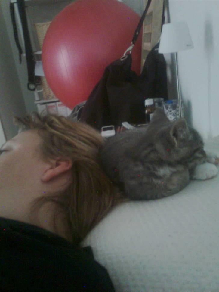 Huskat Seb billede 11