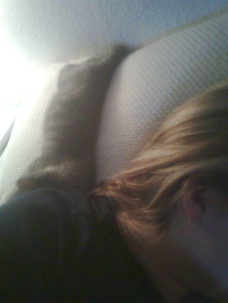 Huskat Seb billede 12