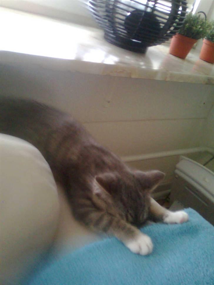 Huskat Seb billede 13