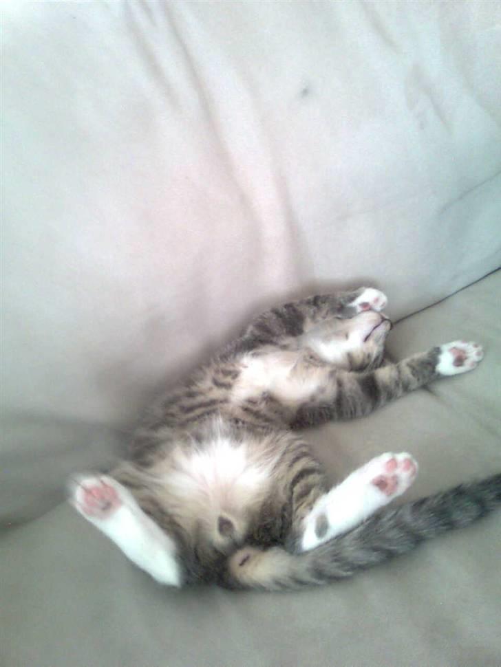 Huskat Seb billede 14