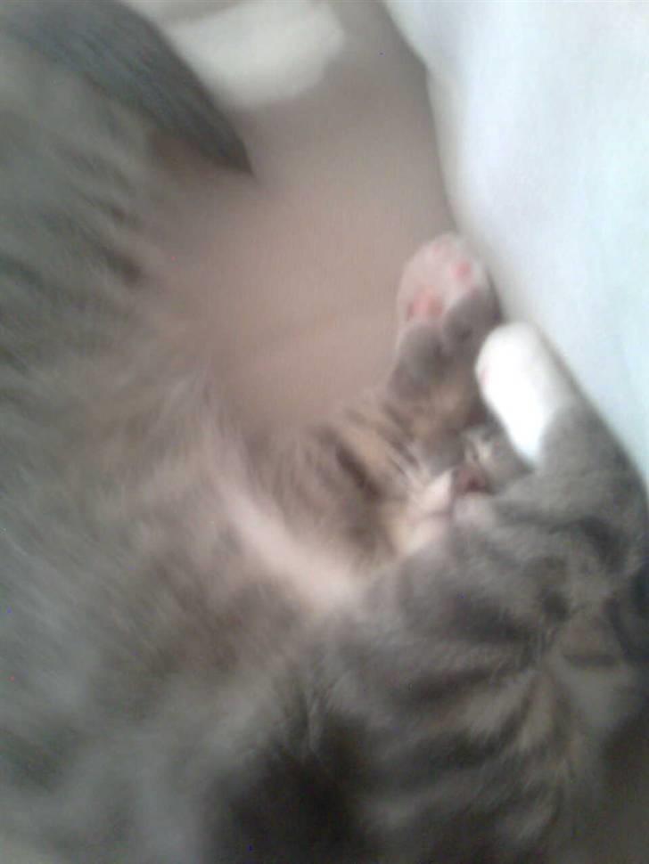 Huskat Seb billede 15