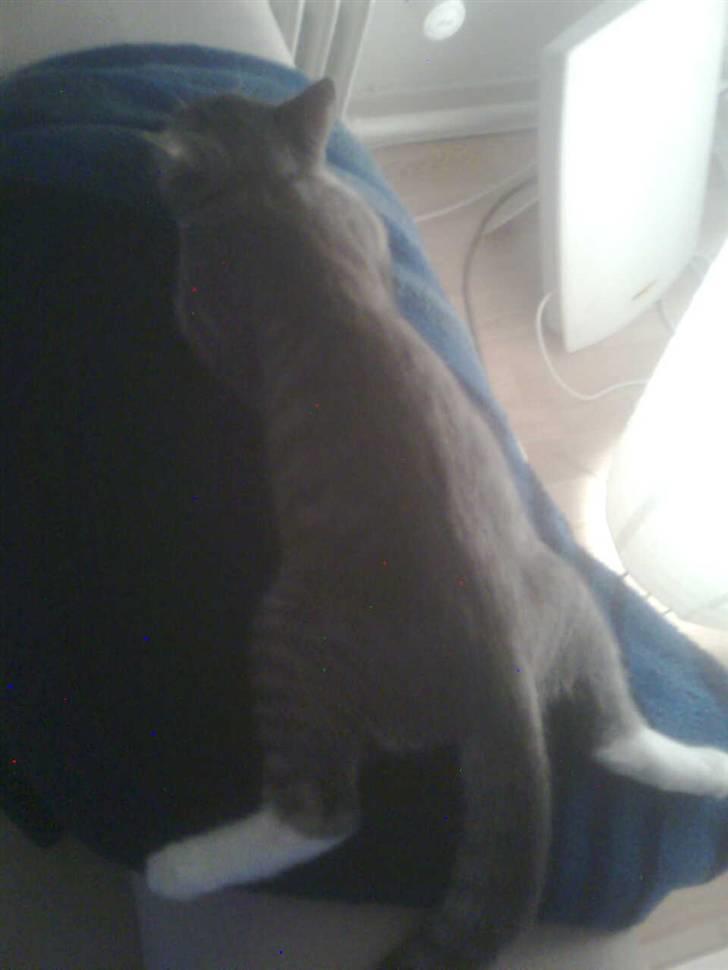 Huskat Seb billede 16