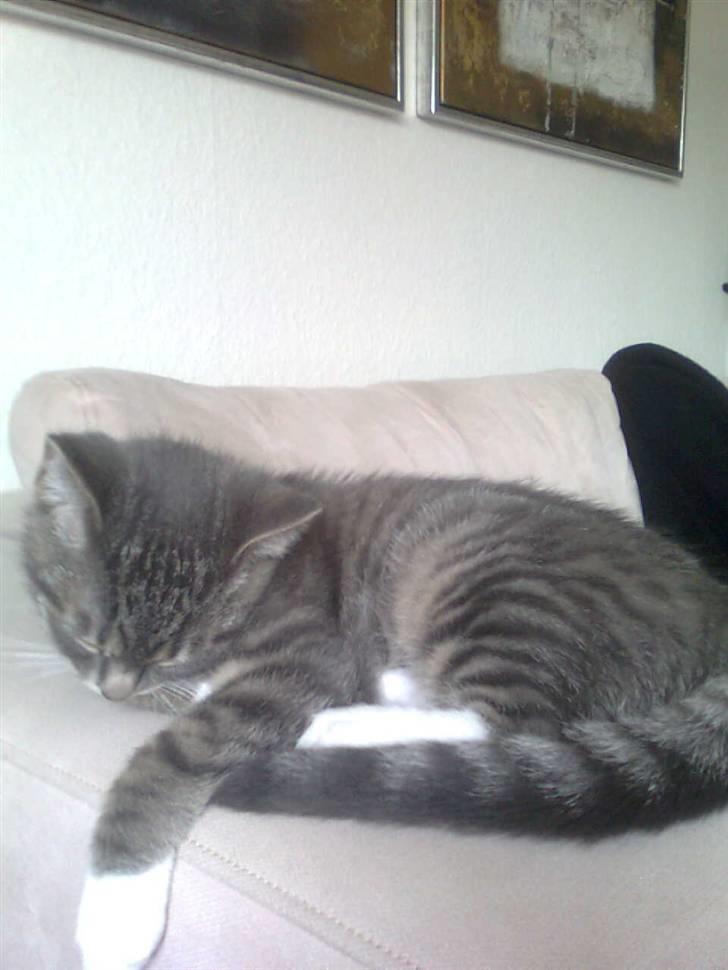 Huskat Seb billede 17