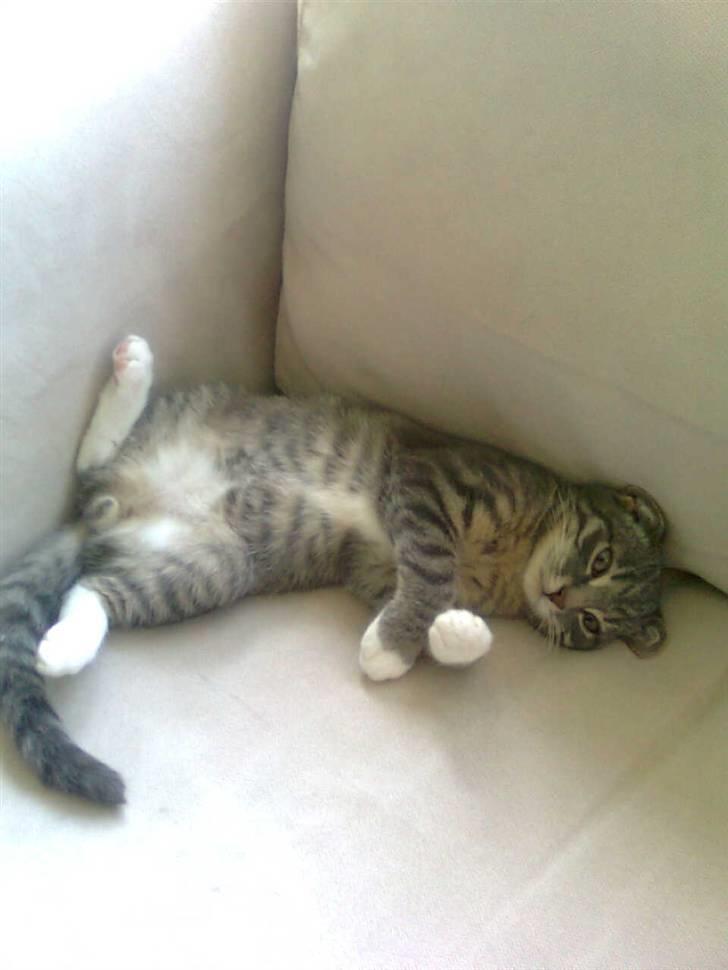 Huskat Seb billede 18