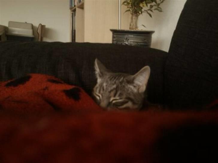 Huskat Seb billede 19