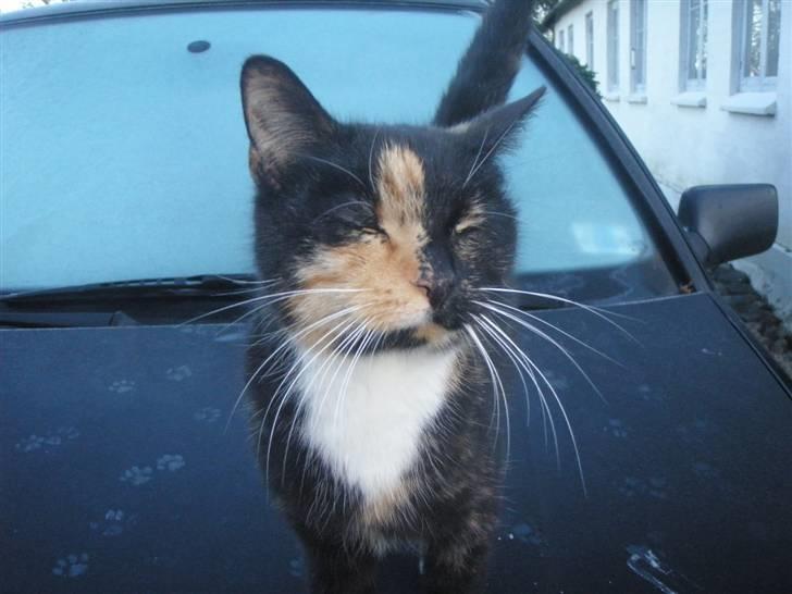 Huskat Beatuy (store skid) - Velkommen til store skid´s profil:) billede 1