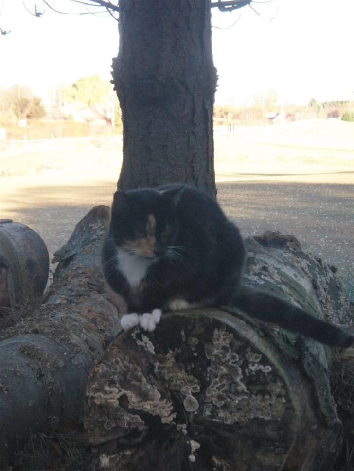 Huskat Beatuy (store skid) - Her ligger vi jo meget godt billede 2