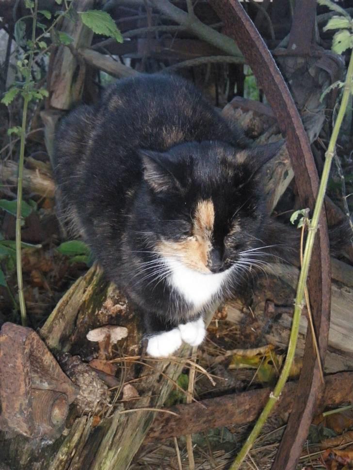 Huskat Beatuy (store skid) - Du er så kær  billede 3